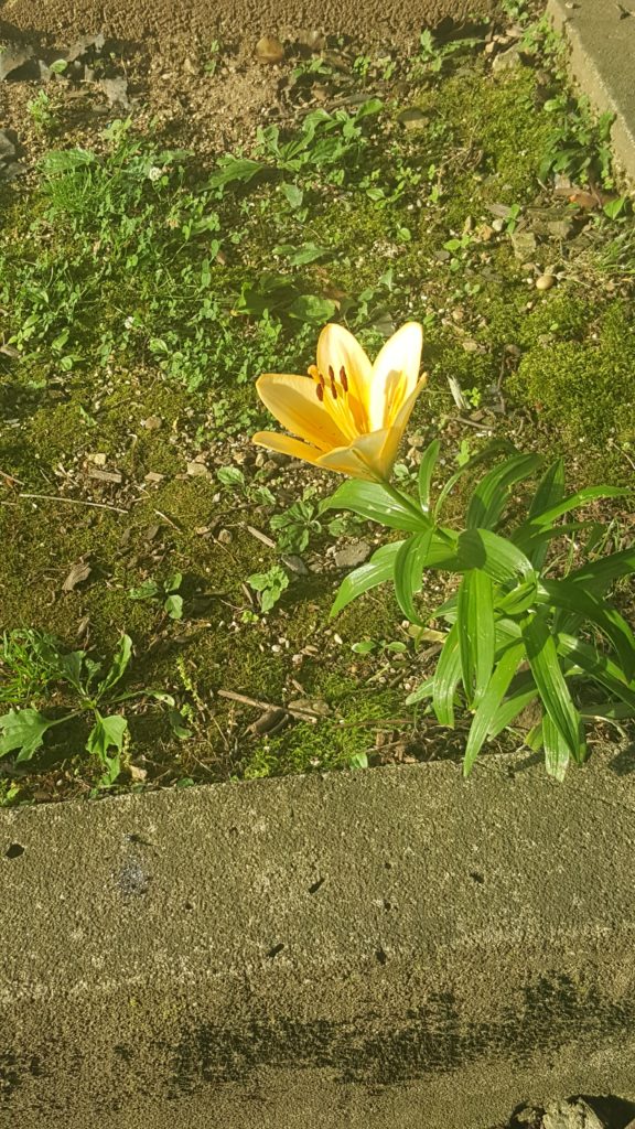 An orange-yellow lily in bloom